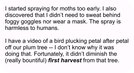 I started spraying for moths too early. I also discovered that I didn’t need to sweat behind foggy goggles nor wear a mask. The spray is harmless to humans.  I have a video of a bird plucking petal after petal off our plum tree -- I don’t know why it was doing that. Fortunately, it didn’t diminish the (really bountiful) first harvest from that tree.