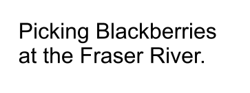 Picking Blackberries at the Fraser River.