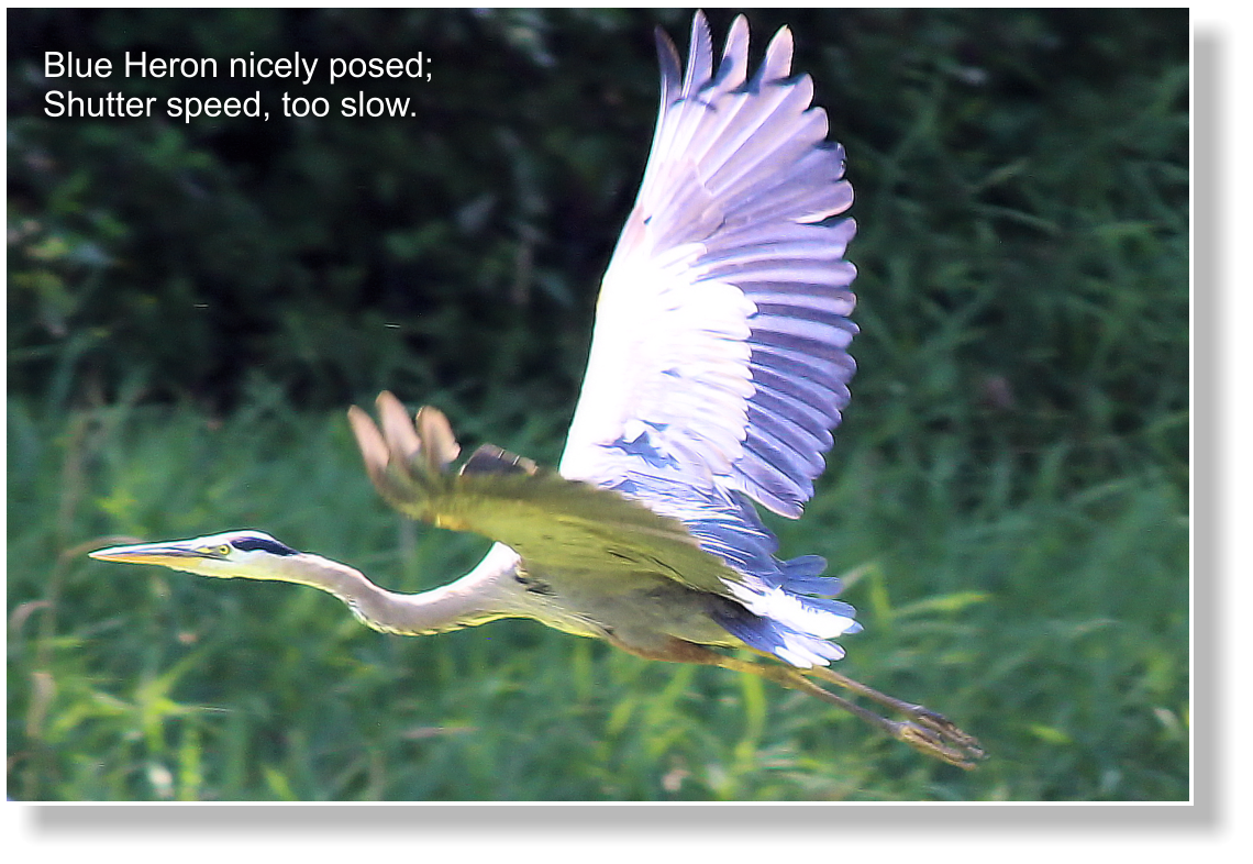 Blue Heron nicely posed; Shutter speed, too slow.