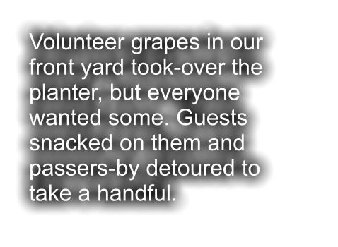 Volunteer grapes in our front yard took-over the planter, but everyone wanted some. Guests snacked on them and passers-by detoured to take a handful.