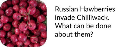 Russian Hawberries invade Chilliwack. What can be done about them?
